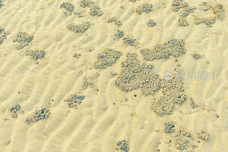 沙滩上螃蟹做的小沙球
