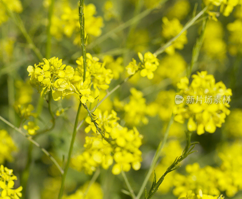 黑芥末(黑芸苔)