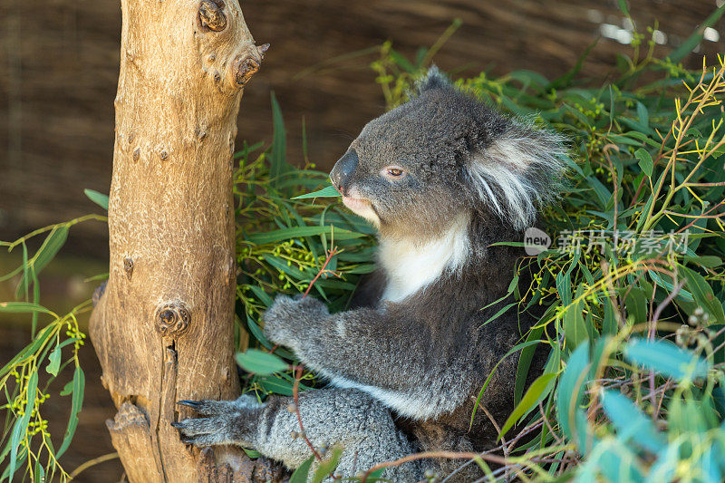 澳大利亚，考拉栖息在树上吃树叶