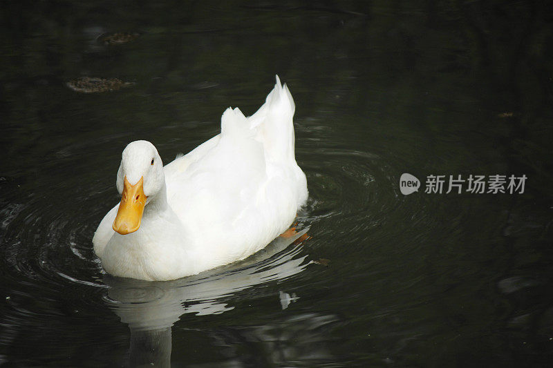 鸭子在湖里游泳