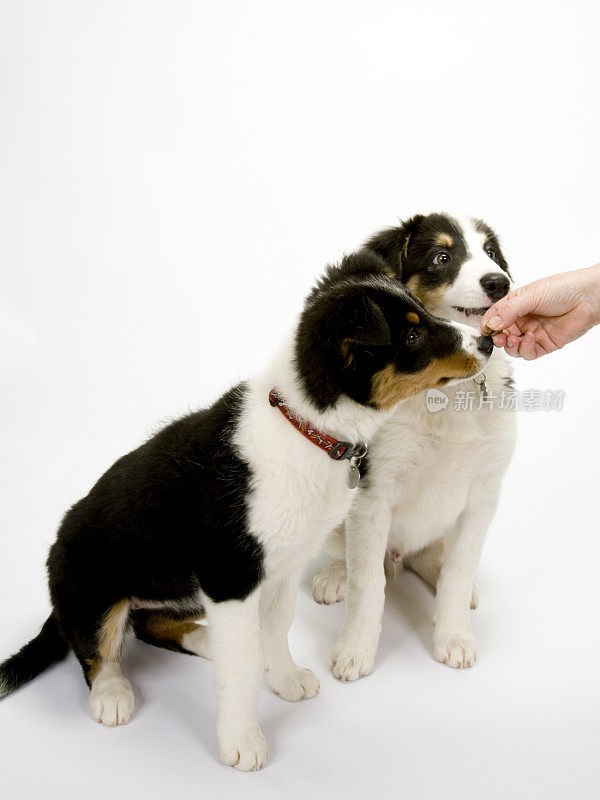 边境牧羊犬幼崽的白色无缝