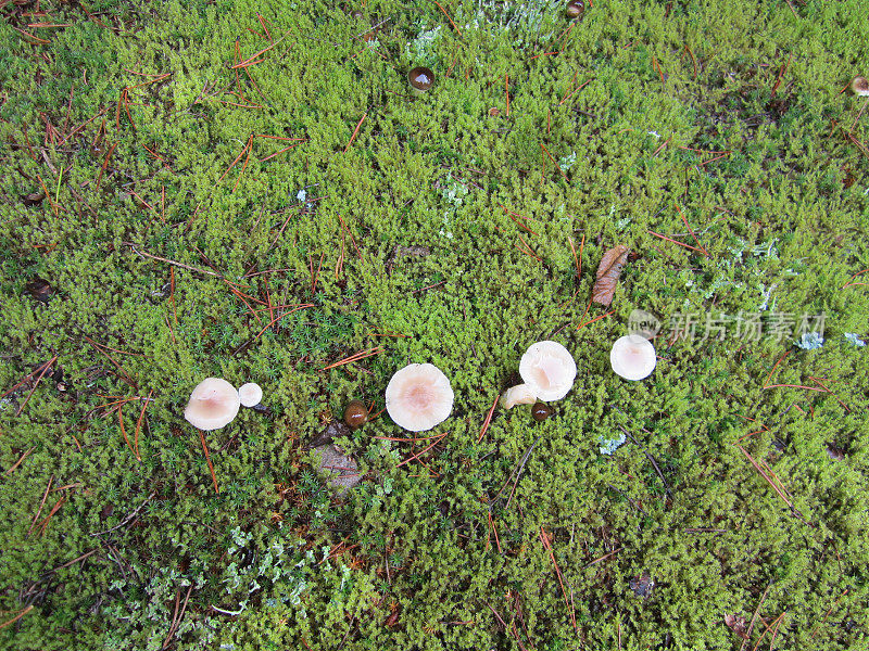 苔藓森林地面背景