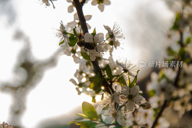 蜜蜂采集花粉