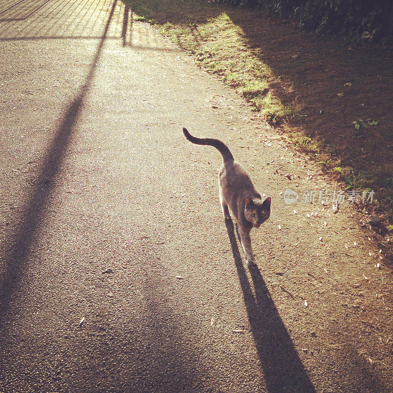 背光猫与长影子在街上