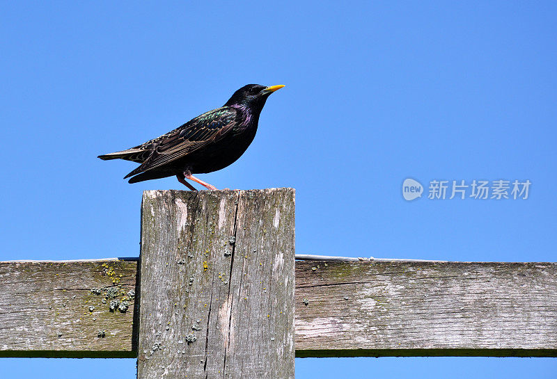 黑鸟在栅栏