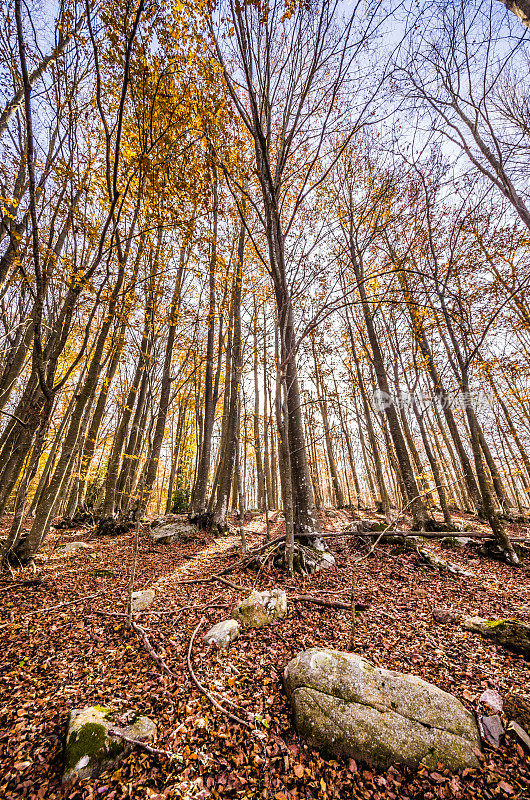 森林树秋天montseny圣达菲太阳垂直广角