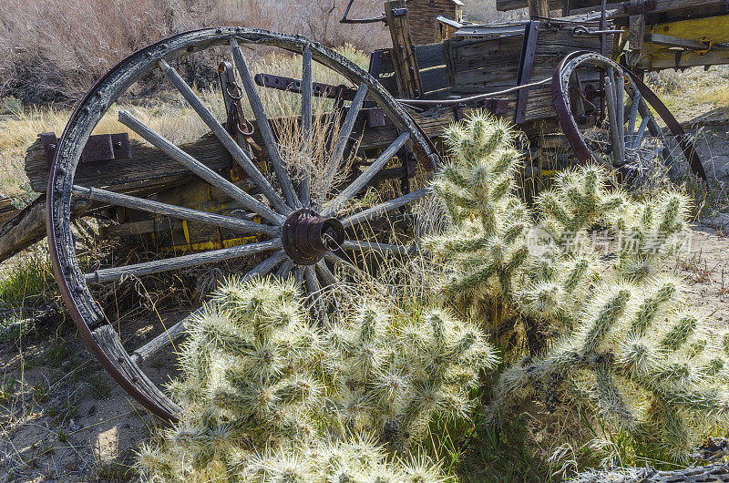 马车轮子和cholla