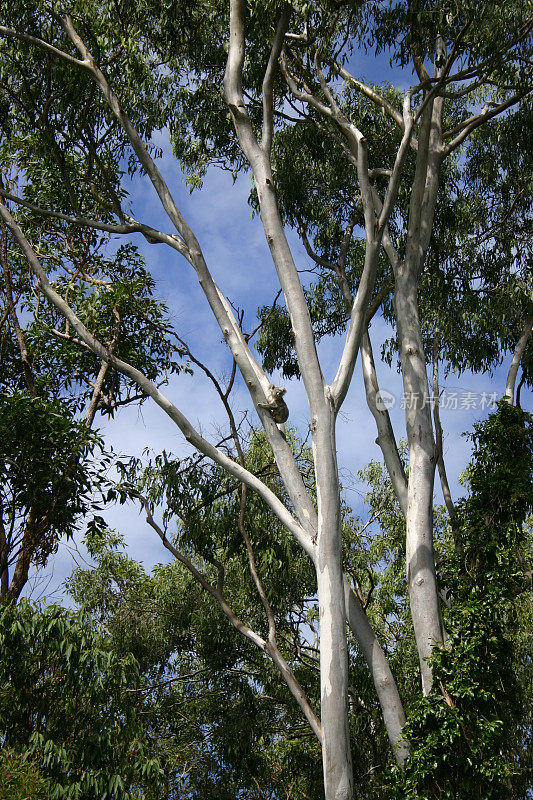 考拉在野外高高的灰色桉树上