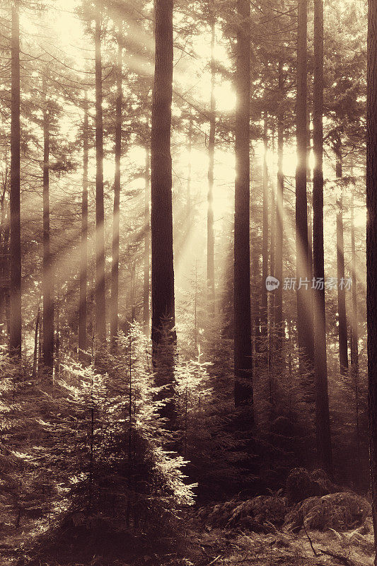 童话森林-阳光在天然云杉林地