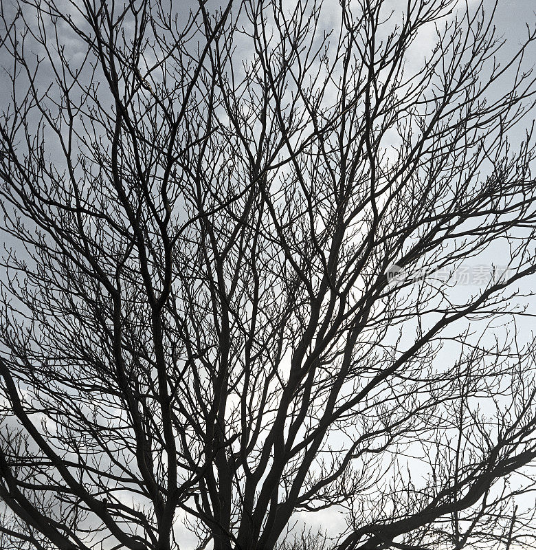 光秃秃的树在天空下的剪影