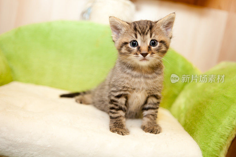 可爱的小猫在绿色的沙发上