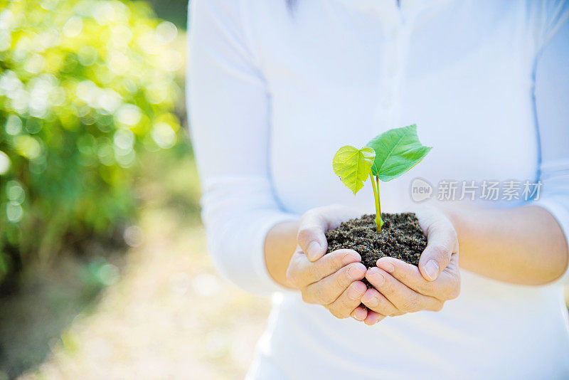 一株植物在女性手中