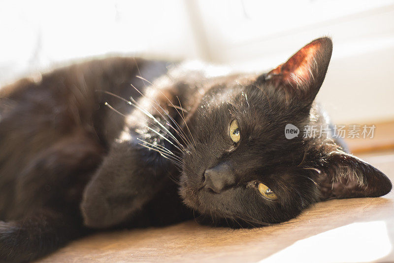 美丽的黑猫在洒满阳光的窗台上打盹