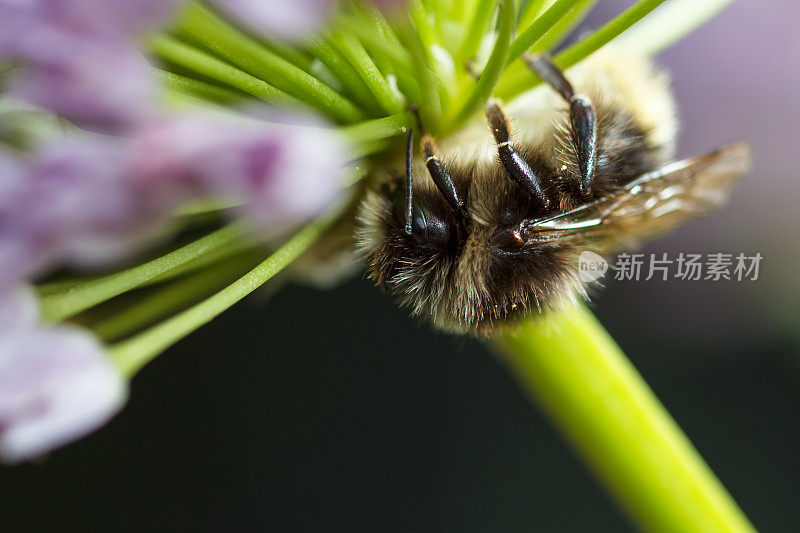 大黄蜂在花