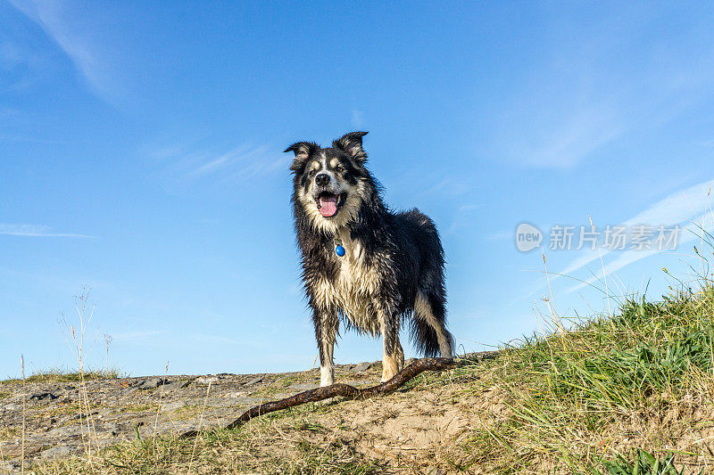 友好的边境牧羊犬在草地沙丘与木棍