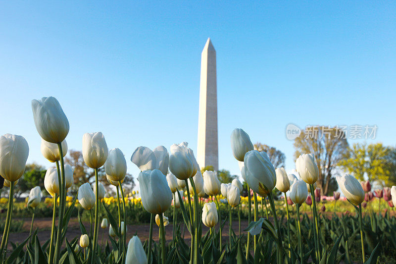华盛顿特区纪念碑白色郁金香