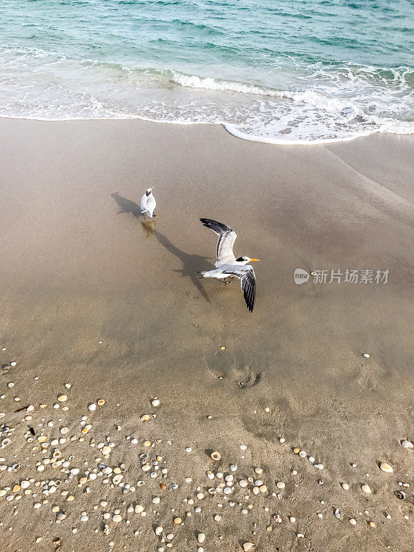 海滩上的海鸥