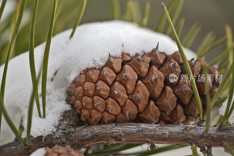 雪松果