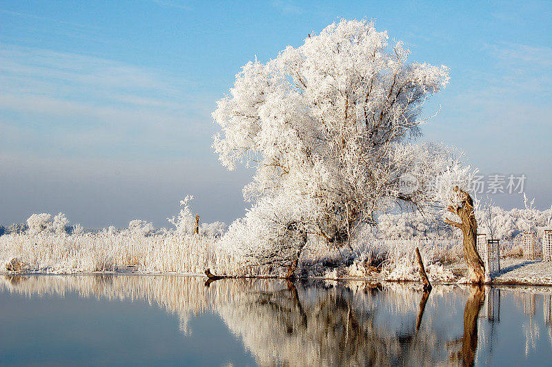 柳树上覆盖着雪。河景观
