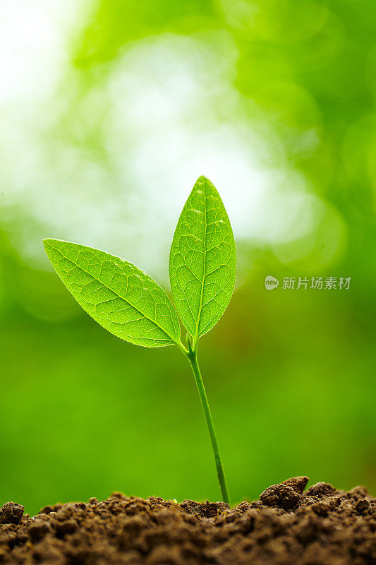 春芽生长在绿色的自然背景下