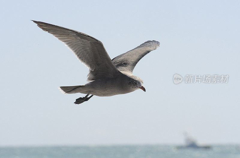 海鸥