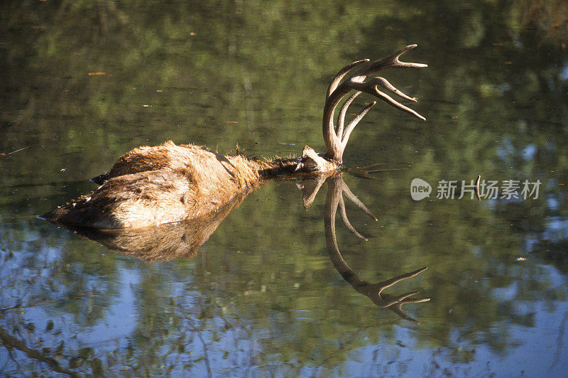 鹿死于战斗