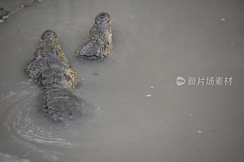 水中的两只短吻鳄