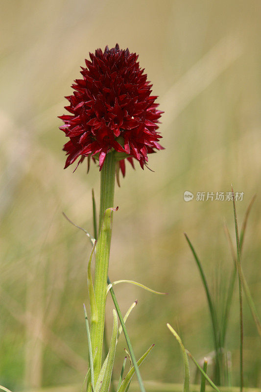 黑香草兰