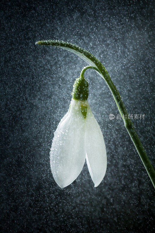 雪花莲是春天的使者