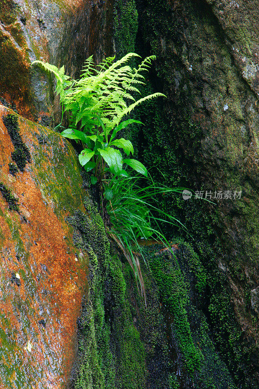 蕨类植物