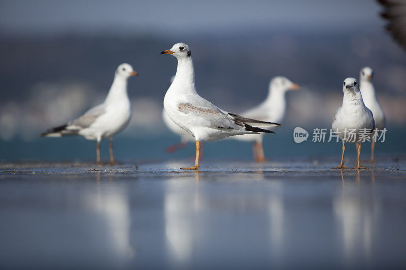 海鸥