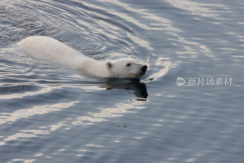 北极熊在北冰洋中游泳