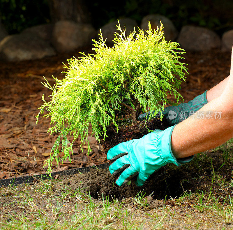 种植柏树