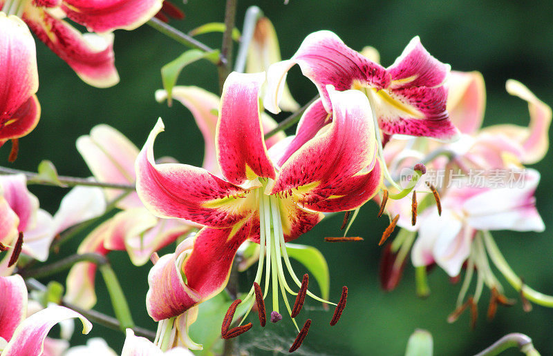 意象粉红、红白相间的百合花，夏日花园