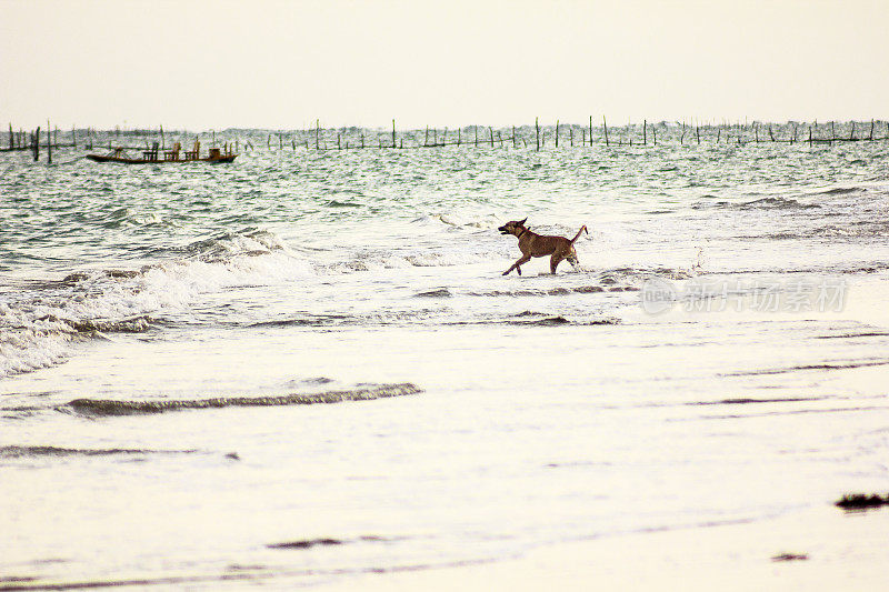 狗在海里玩海浪