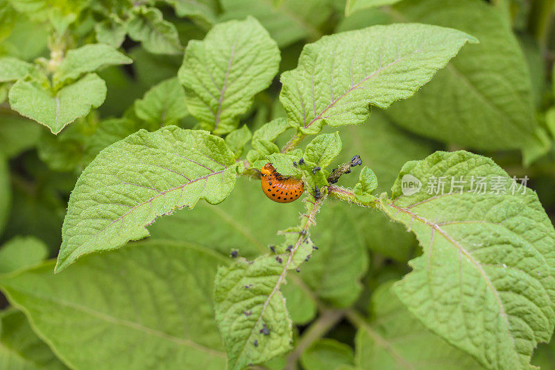 马铃薯害虫:科罗拉多甲虫幼虫