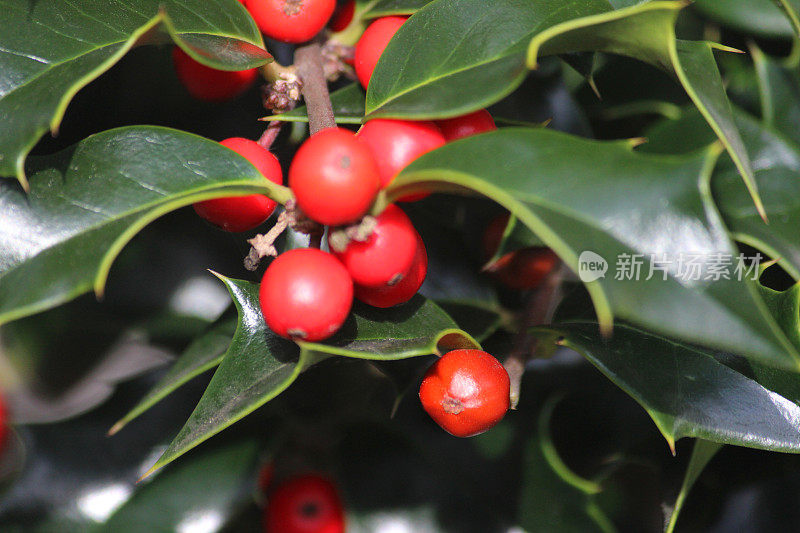 特写欧洲冬青(冬青属)绿色光滑的叶子，红色浆果