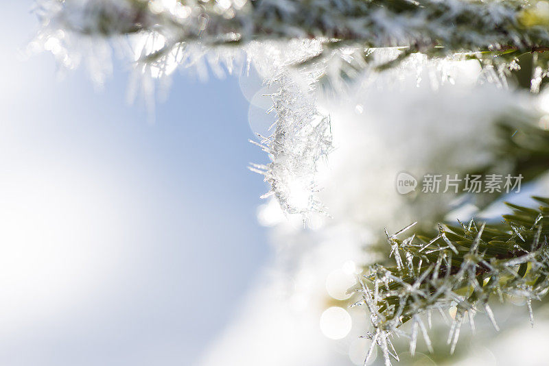 冬天的森林在早晨