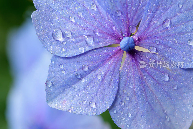 紫色绣球花的特写，花瓣上有水滴。