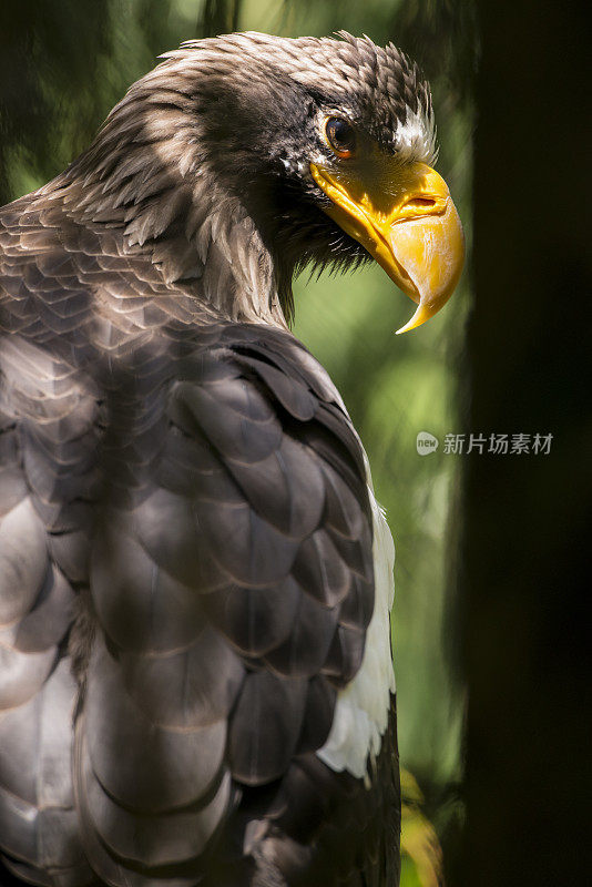 白尾海雕