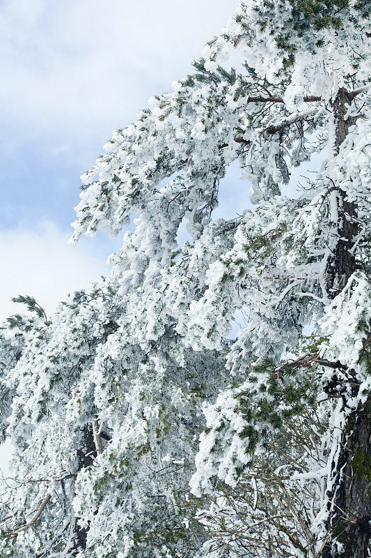 杉树的枝叶被白雪覆盖