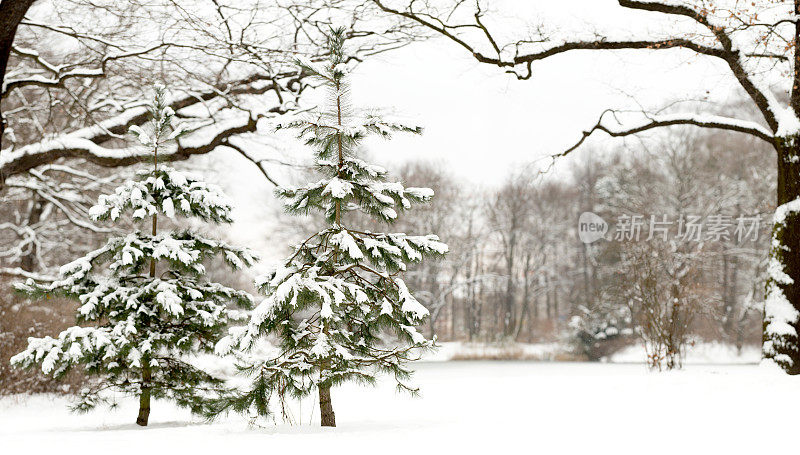 两棵小小的、覆盖着雪的苏格兰松树(sylvestris)。