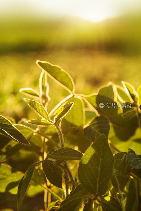 马铃薯植物背光背景1