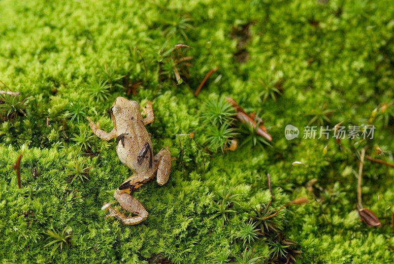 春雨蛙蛙