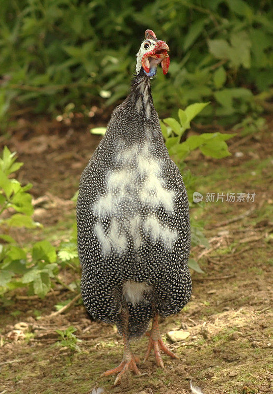 愤怒的小鸟