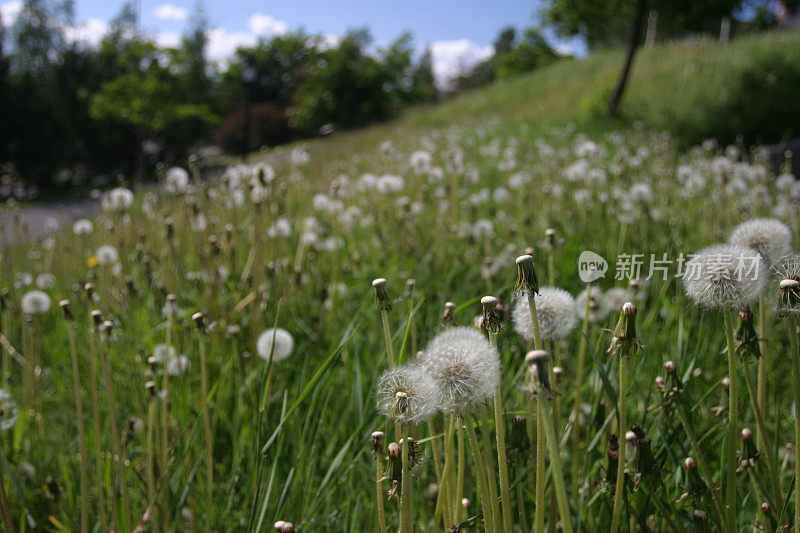 蒲公英的花