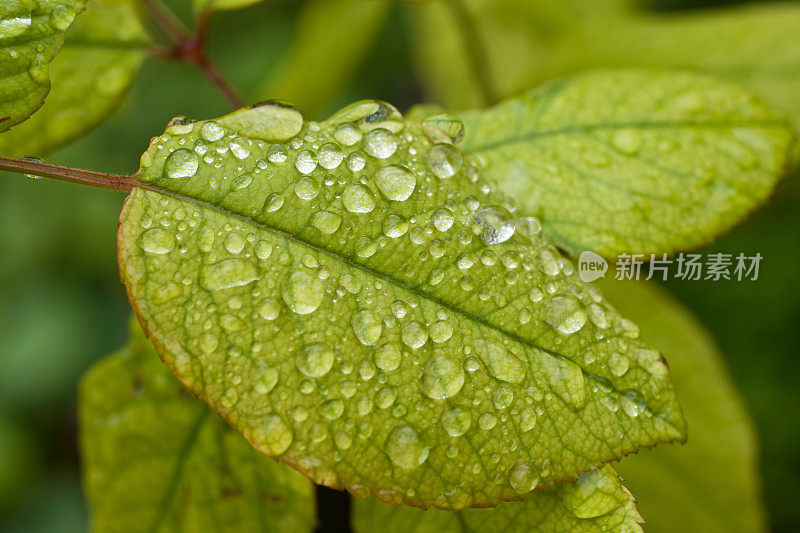 雨滴落在叶子上