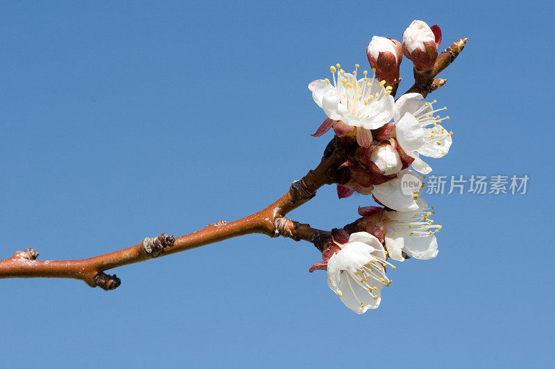 果树开花