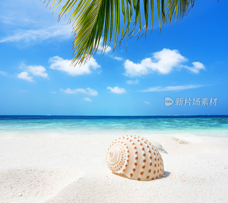 热带海滩和海螺壳