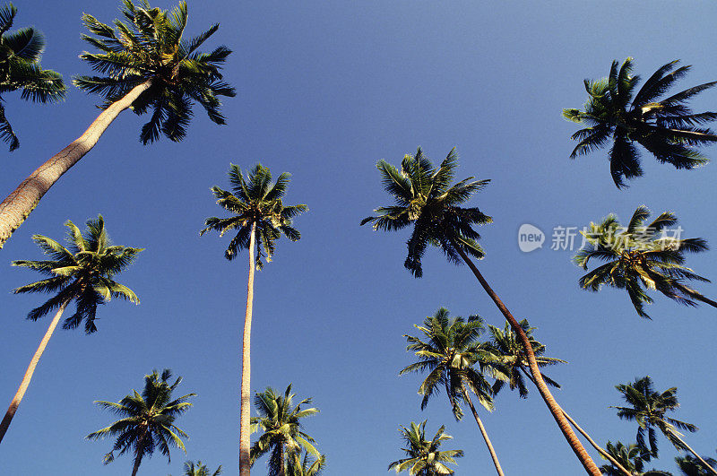 蓝天和棕榈树